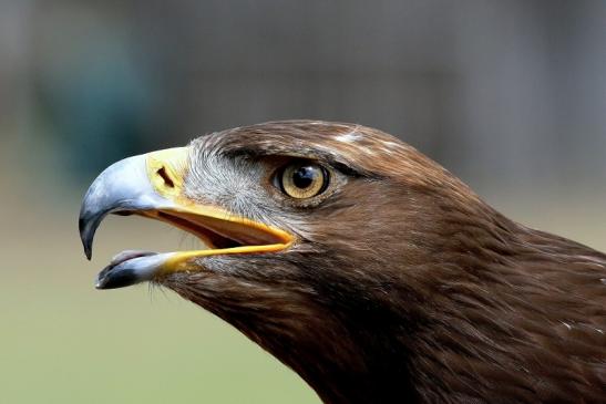 Steinadler - Falknerei - Wildpark Alte Fasanerie Klein Auheim 2018