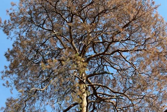 Erst stirbt der Baum, dann der Mensch Wildpark Alte Fasanerie Klein Auheim 2019