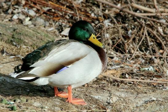 Stockente Erpel Mainschleuse Eddersheim 2017