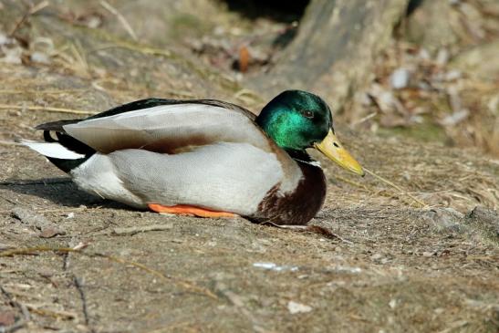 Stockente Erpel Mainschleuse Eddersheim 2017