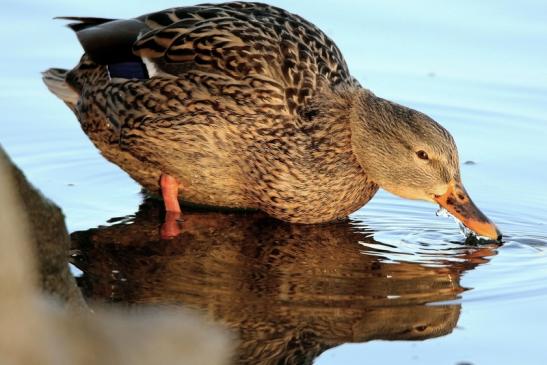 Stockente Ente Mainschleuse Eddersheim 2017