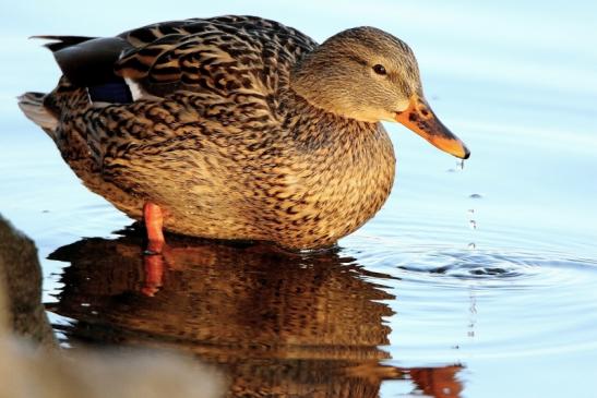 Stockente Ente Mainschleuse Eddersheim 2017