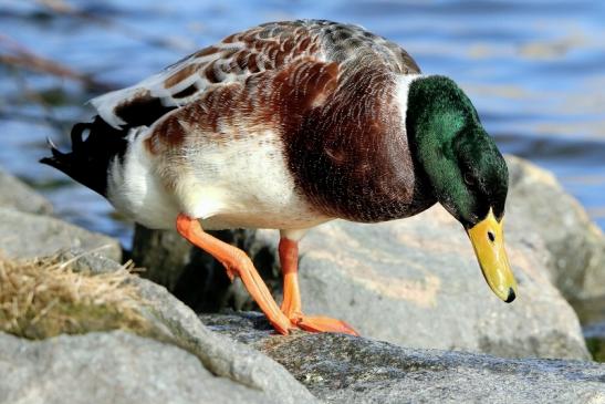 Stockente Erpel Mainschleuse Eddersheim 2017