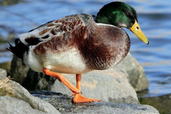 Stockente Erpel Mainschleuse Eddersheim 2017