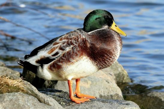 Stockente Erpel Mainschleuse Eddersheim 2017