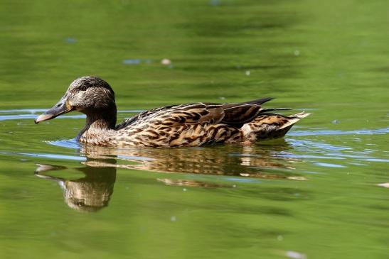 Stockente Ente NSG Mönchbruch 2019