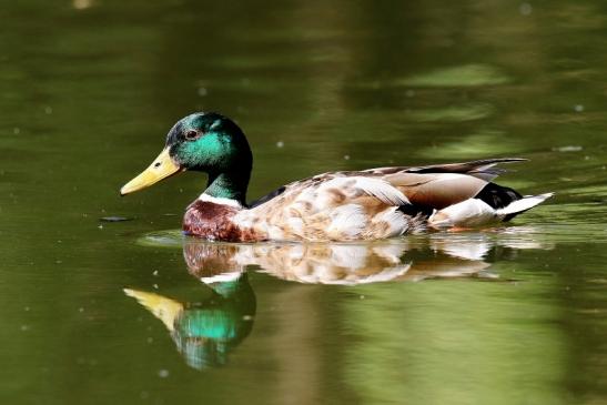 Stockente Erpel NSG Mönchbruch 2019