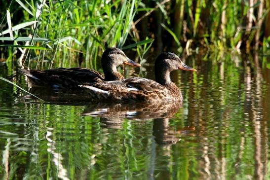 Stockente Finkensee Rodgau Jügesheim August 2016