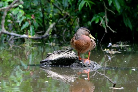 Stockente Weibchen Kesselbruchweiher Stadtwald Frankfurt am Main 2016