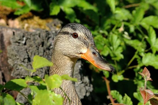 Stockente Ente NSG See am Goldberg Heusenstamm 2015