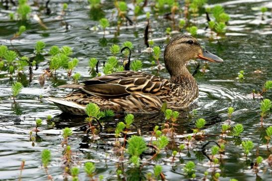 Stockente Ente NSG See am Goldberg Heusenstamm 2015