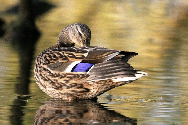 Stockente Ente NSG Mönchbruch 2013
