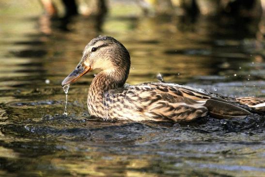 Stockente Ente NSG Mönchbruch 2013