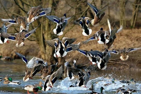 Stockente Mönchbruchweiher im Winter NSG Mönchbruch 2017