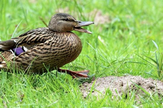 Stockente Ente NSG Mönchbruch 2017