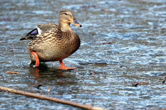 Stockente Ente Mönchbruchweiher im Winter NSG Mönchbruch 2017