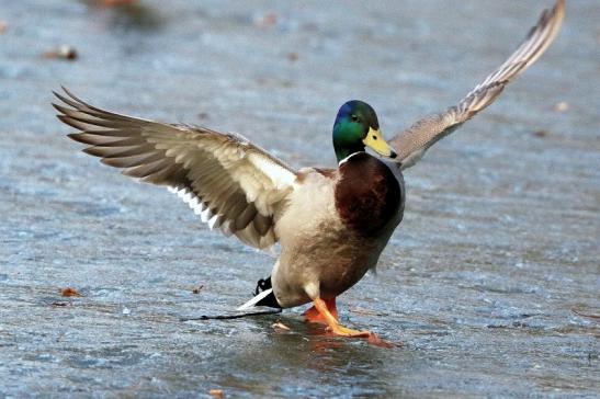 Stockente Erpel Mönchbruchweiher im Winter NSG Mönchbruch 2017