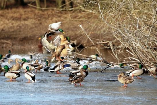 Stockente Mönchbruchweiher im Winter NSG Mönchbruch 2017