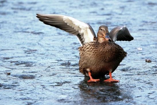 Stockente Ente Mönchbruchweiher im Winter NSG Mönchbruch 2017