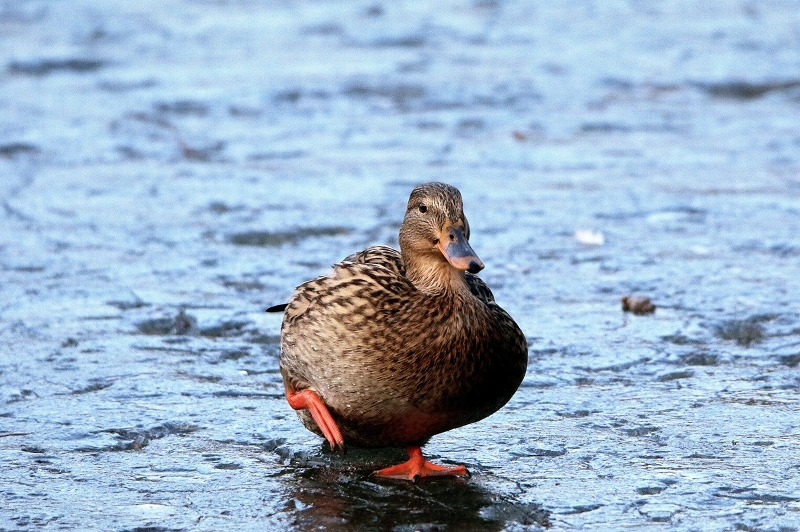 Stockente Ente Mönchbruchweiher im Winter NSG Mönchbruch 2017 