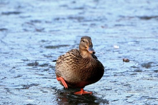 Stockente Ente Mönchbruchweiher im Winter NSG Mönchbruch 2017 