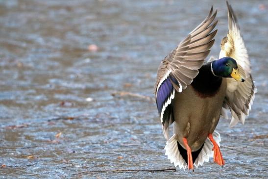 Stockente Erpel Mönchbruchweiher im Winter NSG Mönchbruch 2017