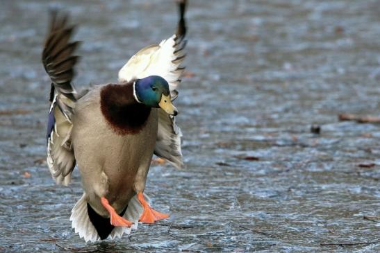 Stockente Erpel Mönchbruchweiher im Winter NSG Mönchbruch 2017