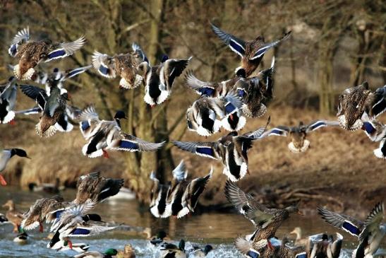 Stockente Mönchbruchweiher im Winter NSG Mönchbruch 2017