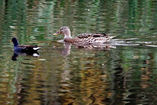 Stockente und Teichhuhn Finkensee Rodgau Jügesheim August 2016