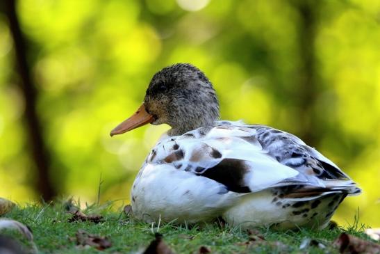 Stockente Hybrid Kesselbruchweiher Stadtwald Frankfurt am Main 2016