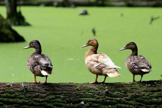 Stockente Hybriden - Wildpark Alte Fasanerie Klein Auheim 2018