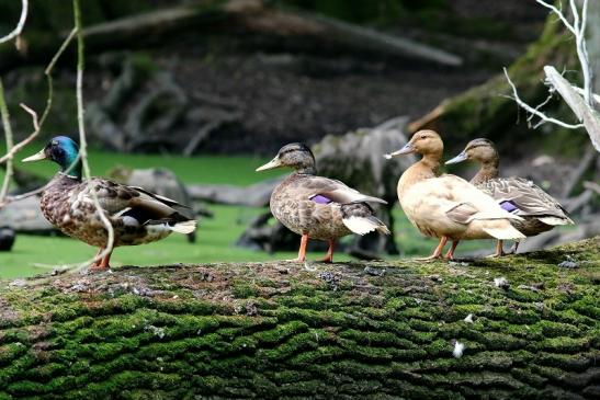 Stockente Hybriden - Wildpark Alte Fasanerie Klein Auheim 2018