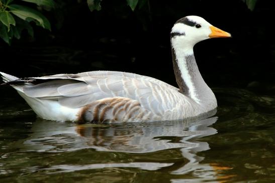 Streifengans Opel Zoo Kronberg 2015