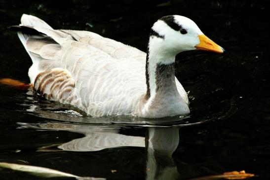 Streifengans Opel Zoo Kronberg 2015