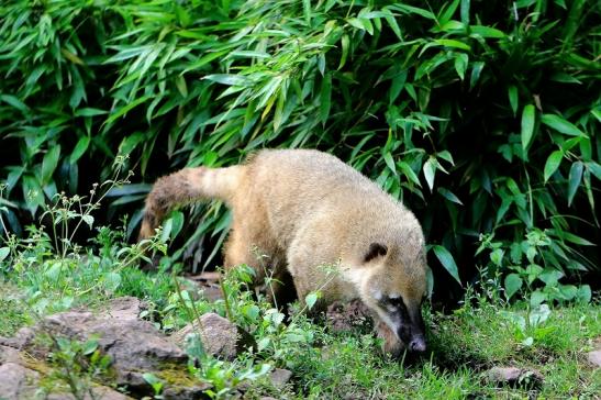 Südamerikanischer Nasenbär Zoo Vivarium Darmstadt 2016