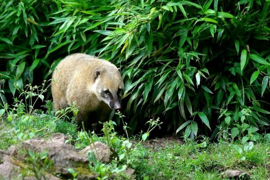 Südamerikanischer Nasenbär Zoo Vivarium Darmstadt 2016