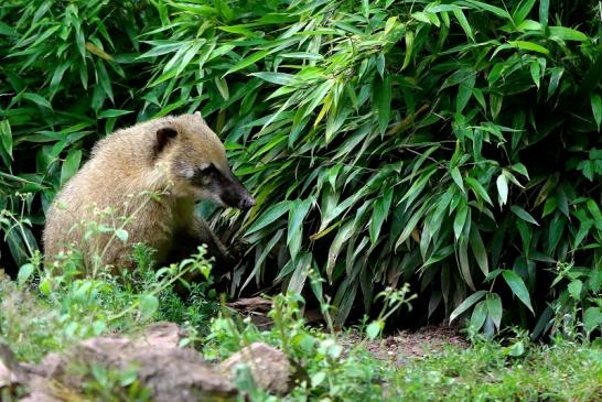 Südamerikanischer Nasenbär Zoo Vivarium Darmstadt 2016