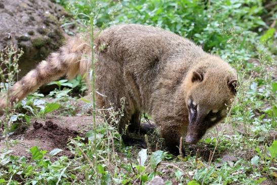 Südamerikanischer Nasenbär Zoo Vivarium Darmstadt 2019