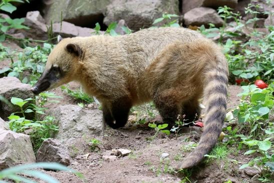 Südamerikanischer Nasenbär Zoo Vivarium Darmstadt 2019