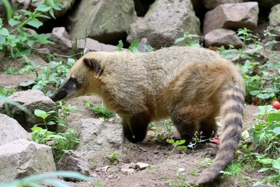 Südamerikanischer Nasenbär Zoo Vivarium Darmstadt 2019