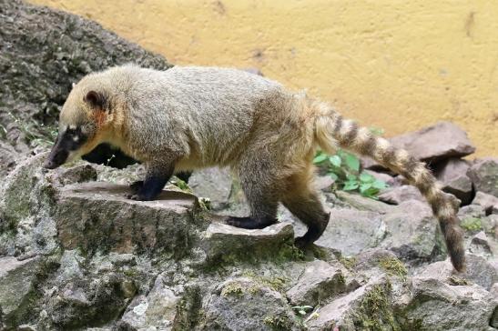 Südamerikanischer Nasenbär Zoo Vivarium Darmstadt 2019