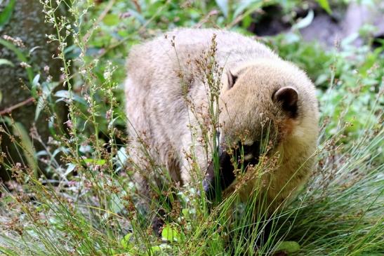 Südamerikanischer Nasenbär Zoo Vivarium Darmstadt 2019