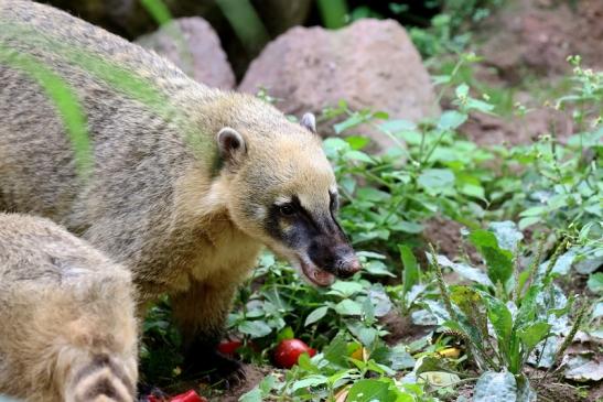 Südamerikanischer Nasenbär Zoo Vivarium Darmstadt 2019