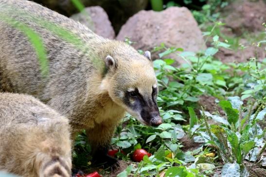 Südamerikanischer Nasenbär Zoo Vivarium Darmstadt 2019