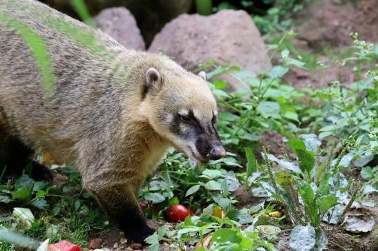 Südamerikanischer Nasenbär Zoo Vivarium Darmstadt 2019