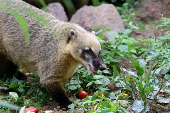 Südamerikanischer Nasenbär Zoo Vivarium Darmstadt 2019