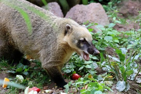 Südamerikanischer Nasenbär Zoo Vivarium Darmstadt 2019