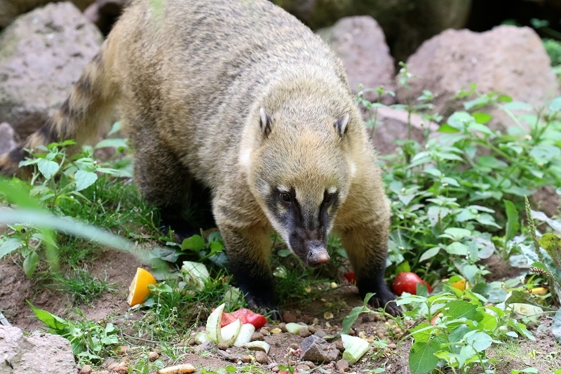 Südamerikanischer Nasenbär Zoo Vivarium Darmstadt 2019
