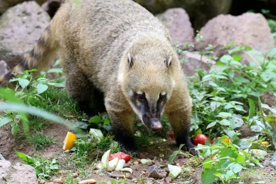 Südamerikanischer Nasenbär Zoo Vivarium Darmstadt 2019