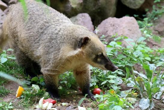 Südamerikanischer Nasenbär Zoo Vivarium Darmstadt 2019